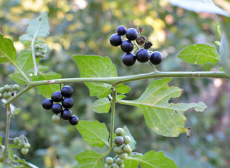 In nature grows nightshade (Solanum nigrum)