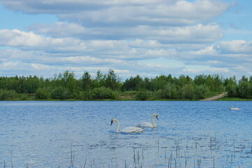 Two swans on the lake with cloudy sky