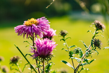 Eine markante lila Blüte in einer idyllischen Naturlandschaft in Deutschland