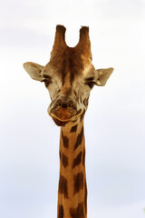 Giraffe closeup in front of the Wildlife Park Odessa Ukraine
