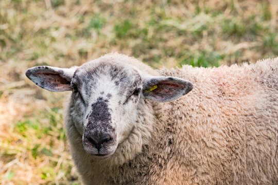 Ein geschecktes Schaf auf der Weide steht daf&uuml;r einf&auml;ltig, &auml;ngstlich und sanftm&uuml;tig zu sein