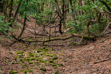 Altes Bachbett mit Steinen und moosbewachsenen Ästen im deutschen Mischwald