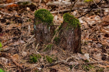 Zwei bemooste Baumstümpfe im Bett voller Nadeln am Waldboden