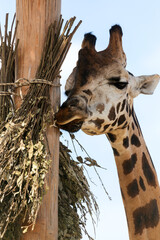 Giraffe closeup in front of the Wildlife Park Odessa Ukraine