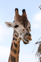 Giraffe closeup in front of the Wildlife Park Odessa Ukraine