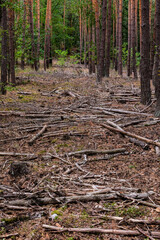 Tote Äste und Nadeln im gesunden grünen Mischwald in Deutschland