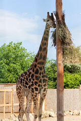 Giraffe closeup in front of the Wildlife Park Odessa Ukraine
