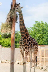 Giraffe closeup in front of the Wildlife Park Odessa Ukraine