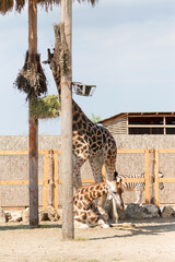 Giraffe closeup in front of the Wildlife Park Odessa Ukraine