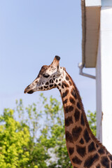 Giraffe closeup in front of the Wildlife Park Odessa Ukraine