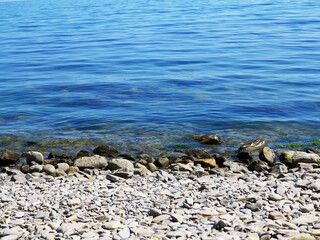 Seascape. Smooth water and pebbles on beach. As background