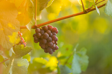Red grapes ready to be harvested at a vineyard, close-up.