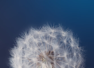 White dandelion seed on a blue blurred background, macro.