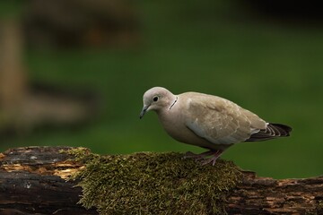 The Eurasian collared dove (Streptopelia decaocto) on the brown branche.