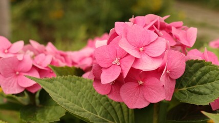 Fototapeta premium Trendy Pink hydragea in a garden. Floriculture collection.