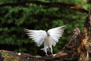The Eurasian collared dove (Streptopelia decaocto) with a grenn background.