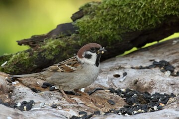 A  Eurasian tree sparrow (Passer montanus) feeding on the branch.