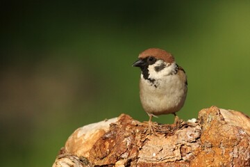 One Eurasian tree sparrow (Passer montanus) sitting  on the brown branch in morning sun.