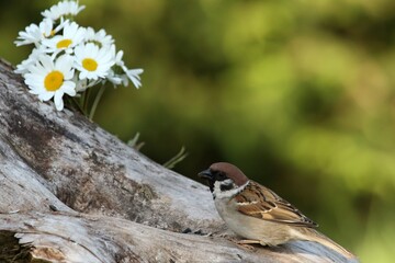 A  Eurasian tree sparrow (Passer montanus) feeding on the branch.