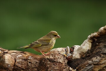 The European Greenfinch (Chloris chloris) in morning sun.
