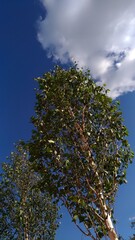 Birch on a background of clouds and blue sky 