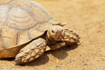 Very large turtle with powerful columnar legs and a relatively small head. Slow life of land tortoises in the biopark of Odessa.