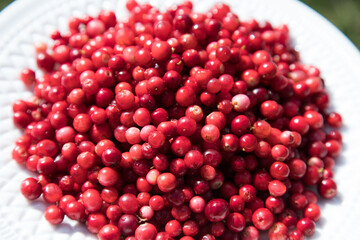 Berries of a ripe lingonberry lie on a plate. Close up. Horizontal placement