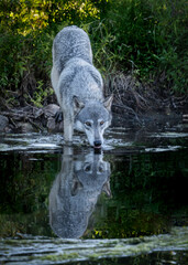 A Wolf in the Lake at Sunset With Reflection