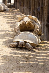 Mating giant gray turtles. Very large turtle with powerful columnar legs and relatively small head. Slow life of land turtles in the biopark of Odessa.