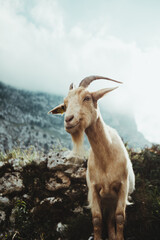 Mountain goat in nature