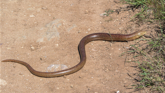  Pseudopus apodus 