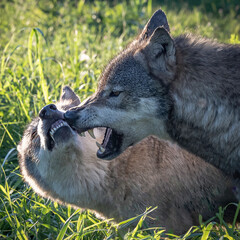 Two Wolves Fighting in the Summer Sun as it Sets
