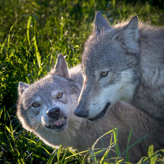 Two Wolves Fighting in the Summer Sun as it Sets