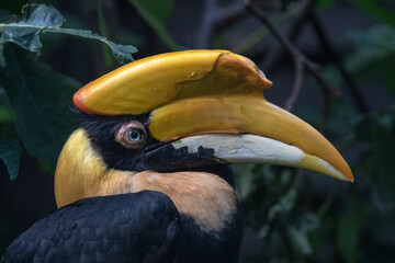 Large tropical hornbill bird with yellow beak © mauvries