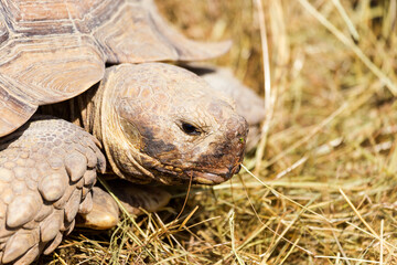 Very large turtle with powerful columnar legs and a relatively small head. Slow life of land tortoises in the biopark of Odessa.