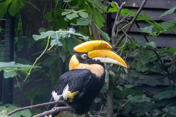 Close up of a Large tropical hornbill bird with yellow beak