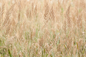 panicles of faded grass densely growing in the field