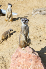 Fototapeta premium meerkat (Suricata suricatta) sitting on sand ground for guarding and safety