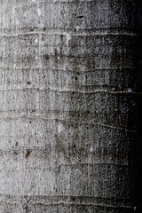 Obraz premium palm tree trunk up close