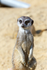 Charming meerkats standing guard, close-up, selective focus