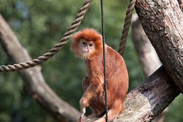 Javanese langur monkey  sitting on a branch 