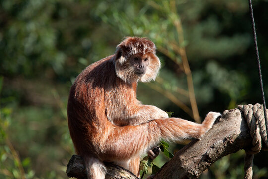 Javanese langur monkey  sitting on a branch 