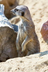 meerkat (Suricata suricatta) sitting on sand ground for guarding and safety