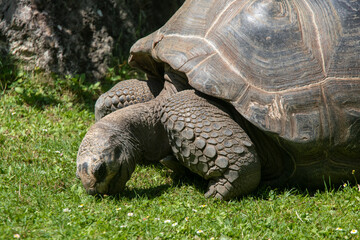 Giant tortoise in the Prague Zoo in the Czech Republic