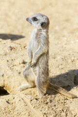 Fototapeta premium meerkat (Suricata suricatta) sitting on sand ground for guarding and safety