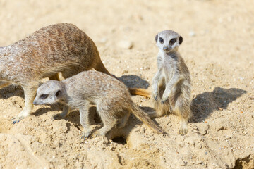 meerkat (Suricata suricatta) sitting on sand ground for guarding and safety