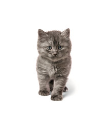 One young grey kitten walked on white background