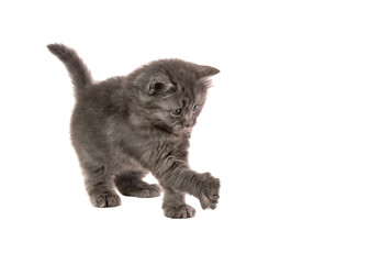 One young grey kitten plays on white background