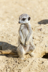meerkat (Suricata suricatta) sitting on sand ground for guarding and safety