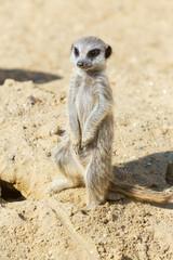 Fototapeta premium meerkat (Suricata suricatta) sitting on sand ground for guarding and safety
